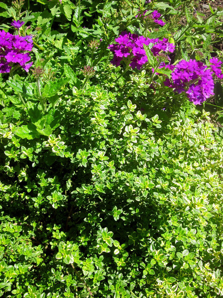 In the company of colorful purple verbena, variegated lemon thyme makes itself at home in a border planting. Photo © Diane Morey Sitton.