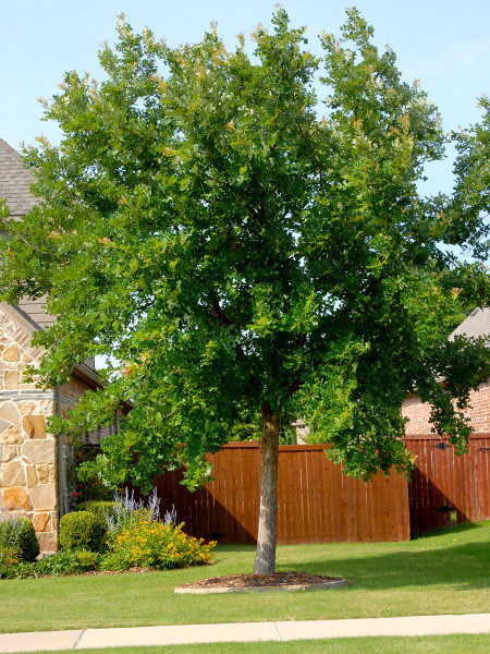 This young bur oak will grow into a magnificent giant, reaching a height and width of approximately 60 feet.